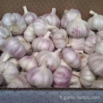 Ventes chaudes meilleur ail violet frais pour l&#39;exportation